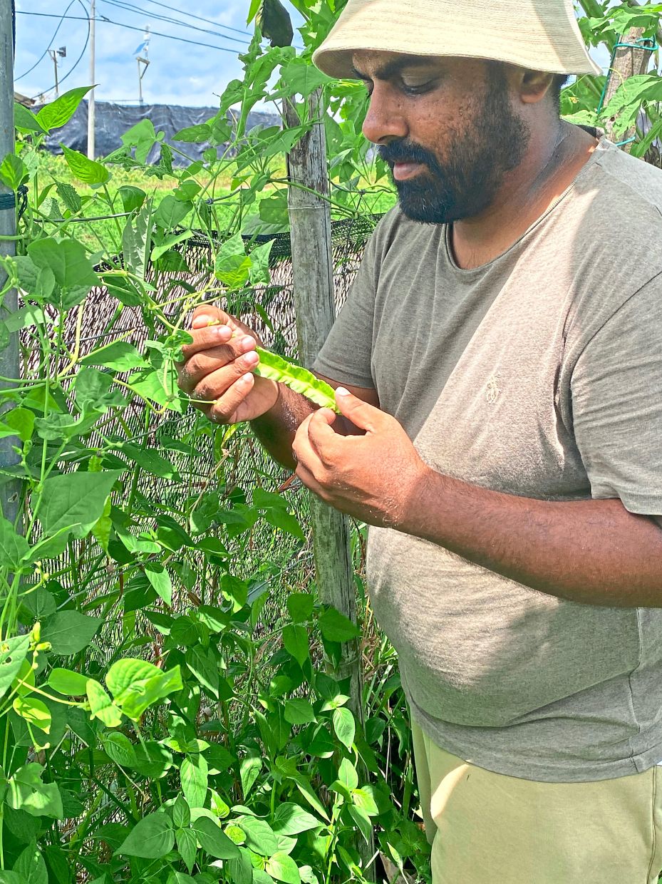 Tharun is a medical doctor-turned-farmer who is now converting 1.5 acres of his five-acre farm for Zero Foodprint Asia’s regenerative farming project. — THARUN K. PILLAI