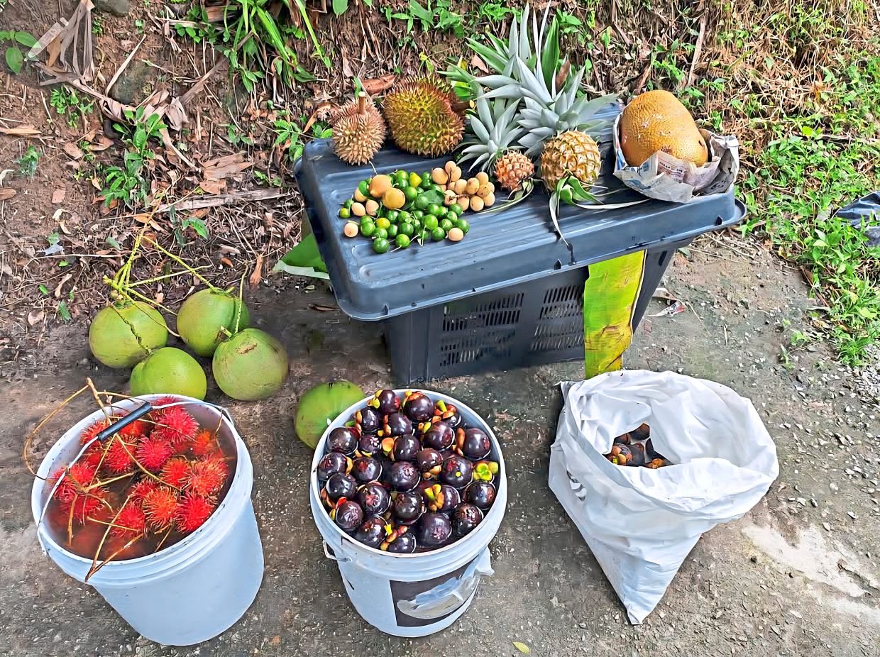 Chong grows a range of local fruits at his farm, Green Acres, and while he doesn’t use any chemicals, he has learnt a lot from the soil experts about composting and the pH balance of the soil. — ERIC CHONG