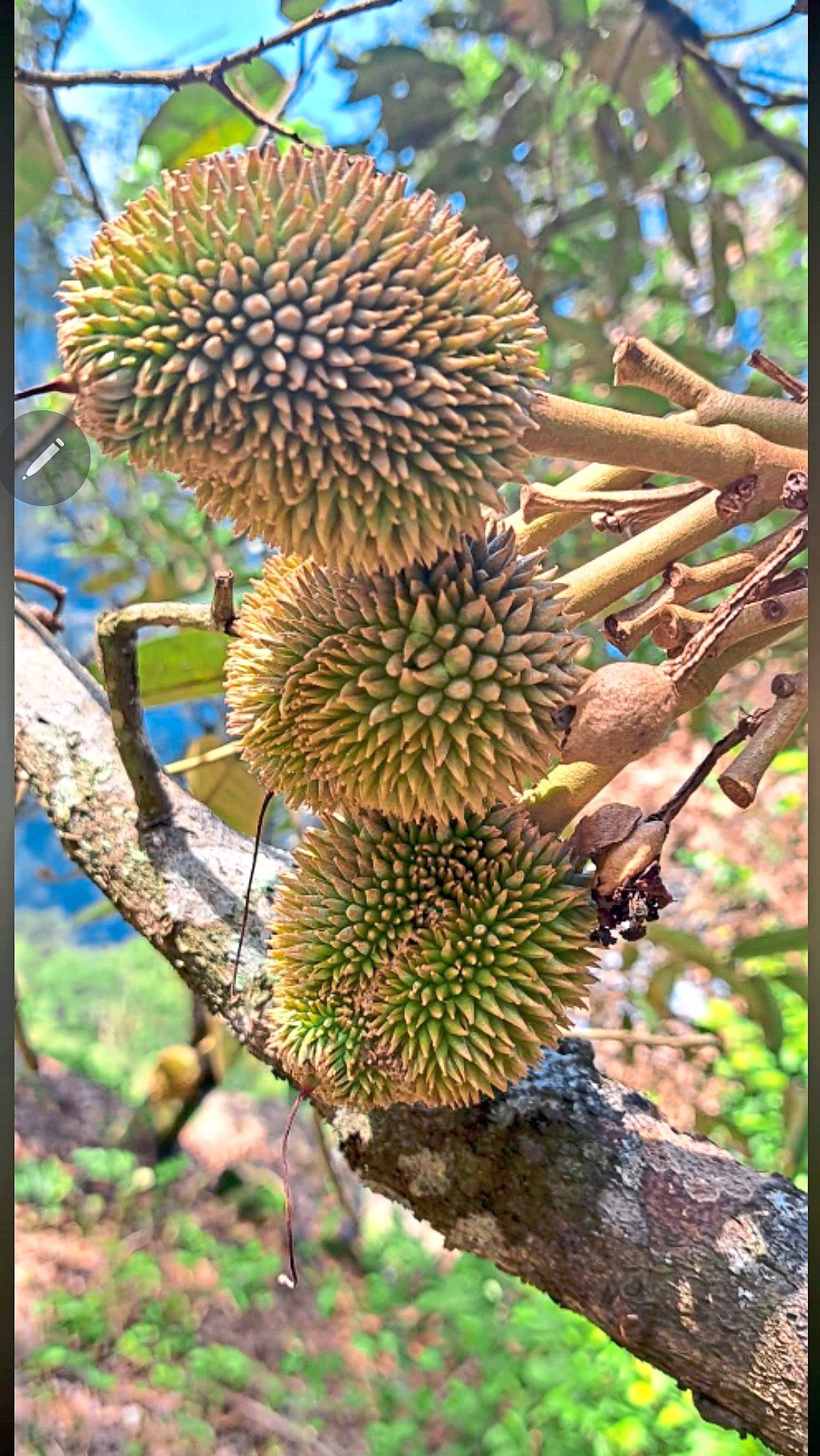 Durian grows wild at Chong’s farm. Most commercial farms use intensive farming methods in order to get durian trees to fruit earlier. — ERIC CHONG