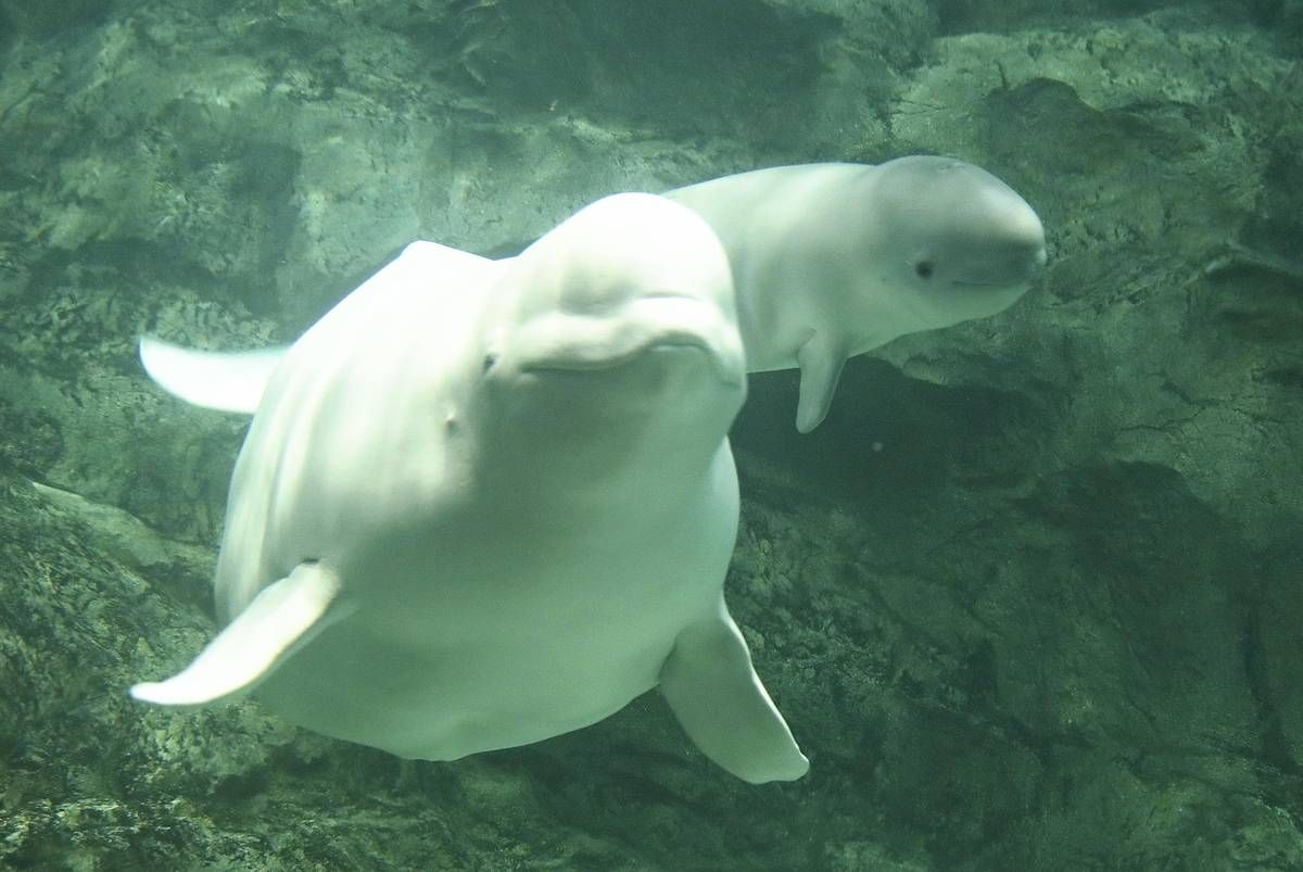 Baby Beluga Whale and Mother at Port of Nagoya Public Aquarium