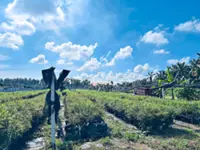 Zero Foodprint Asia is helping farmers in Malaysia grow more nutritious food