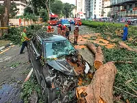 Three injured after tree crushes car