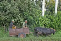 Between bullocks and the blockade