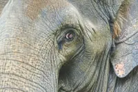 Expert: Grasslands is best option to curb human-elephant conflict