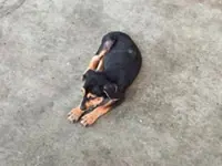 Beloved pup run over twice
