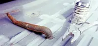 Buffalo leech saliva shows medical promise