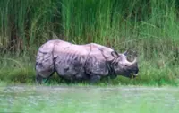 Bardiya’s rhinos are crossing into India for water and greener pastures