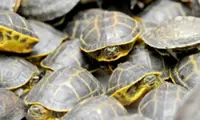 Man arrested for online trade of rare turtles in Lahore