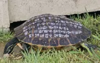 Turtle with wishes, addresses written on shell found on Busan coast