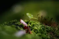 This young researcher is finding a solution to help with reforestation