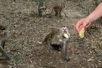 QuickCheck: Did a tour guide get punched for telling someone to stop feeding monkeys?