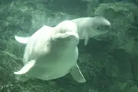 Beluga whale born at Japanese aquarium