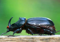 Japanese city offers beetle larvae as gifts for tax donations