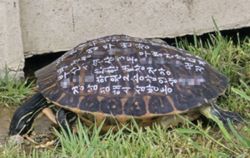 Turtle with wishes, addresses written on shell found on Busan coast