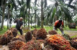 Malaysia's July palm oil stocks hit 5-month high on rising output