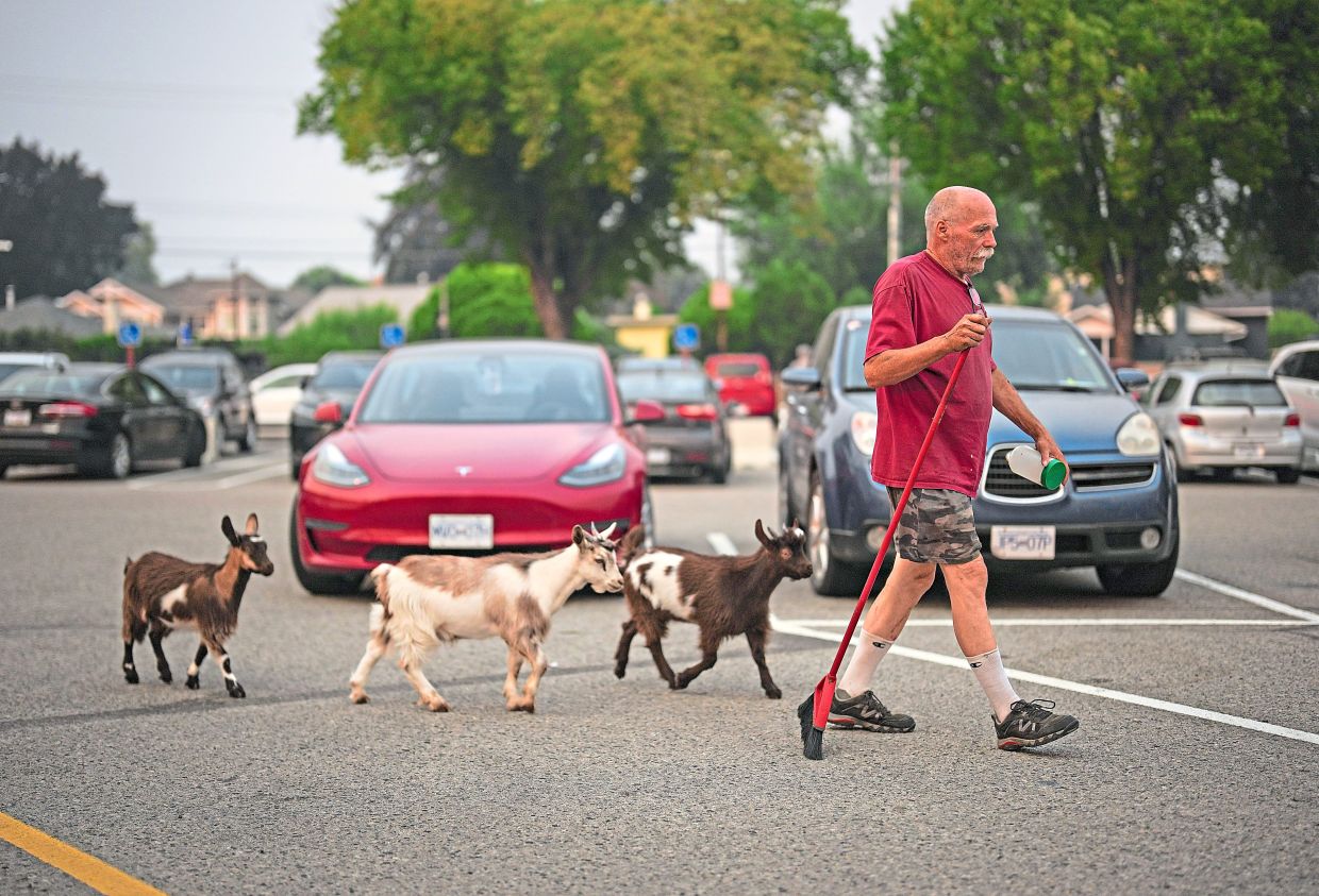 5. Greg Krauter, who was forced to evacuate his Summerland property with his seven goats in the middle of the night due to the Bald Range wildfire, walks with three of them outside an evacuee centre in Penticton, British Columbia, Canada. — The Canadian Press via AP