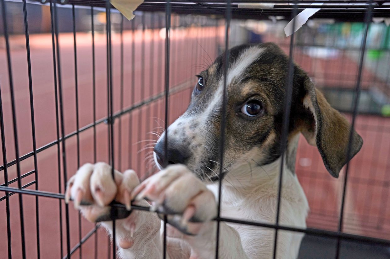 6. A dog rescued from recent wildfires looks on at a temporary shelter inside a stadium in Megara, Greece. — AP