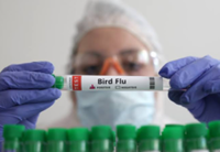 Australia to vaccinate birds against H5 avian influenza