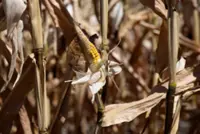 Europe's hot summer stunts Austrian crops, prompts rush to slaughterhouse