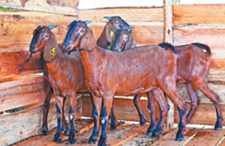 Laos-China pact eyes cattle, goat breeding centre to drive meat production