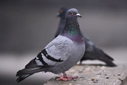QuickCheck: Is it true pigeon droppings pose a risk to your health?