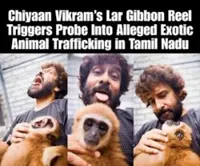 Lar gibbon in Indian actor Chiyaan Vikram's viral video came from Malaysia