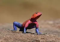QuickCheck: Is it true that there is a lizard with Spider-Man colours?