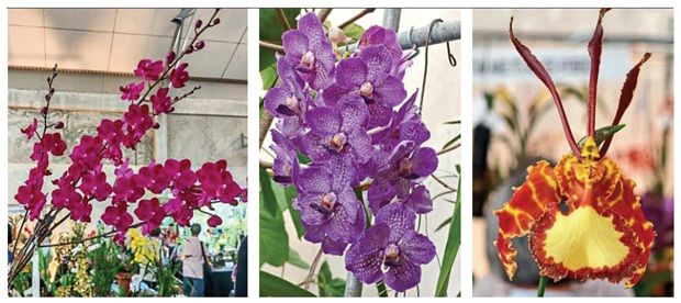 (From left) The ‘Phalaenopsis Taiping Festival’, a vibrantly purple ‘Vanda’ hybrid and ‘Psychopsis Mariposa’ among the showy blooms at the event organised by Orchid Society of Selangor and Federal Territory.