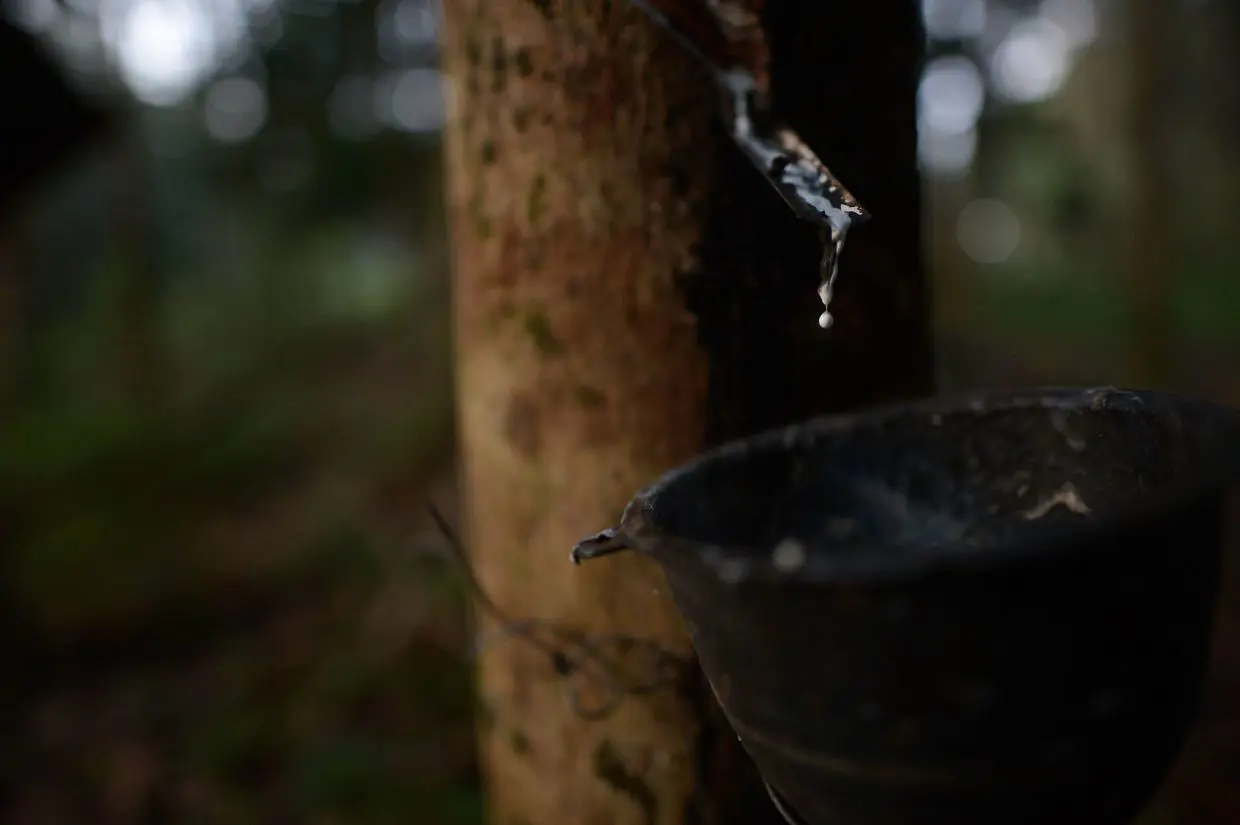 Malaysia's Natural Rubber Production Increases Sharply in June 2026