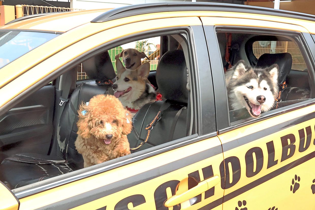 Once the dogs have spent time together and are comfortable with other, they hop onto the 'bus' and head out. Photo: The Star/Art Chen