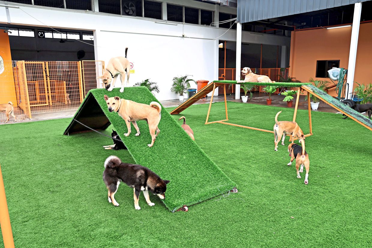 At Doggy School Bus, several obstacles dot the outdoor area for dogs to exercise their agility. Photo: The Star/Art Chen