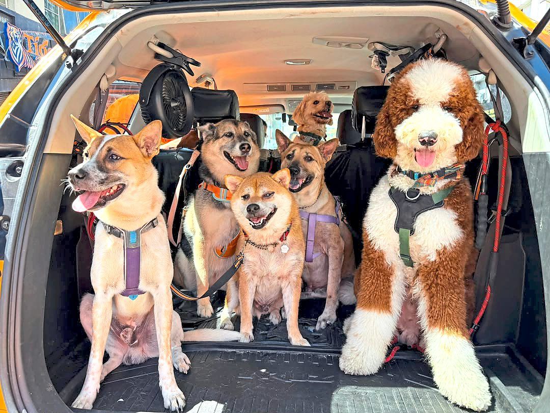 In the ‘school bus’, the dogs are secured individually to make the journey safe for them. Photo: Doggy School Bus