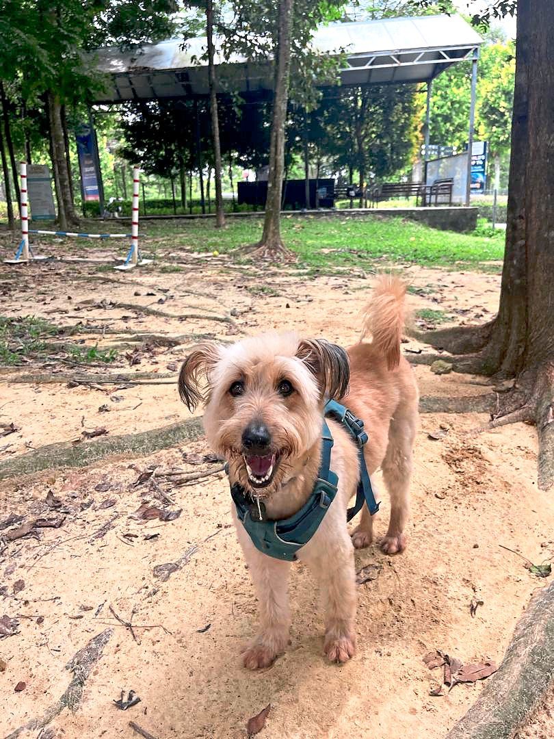 Nugget looks forward to every adventure session with the group. Photo: Fiki Watson