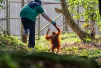 Tourism drives conservation and restoration efforts in Malaysia
