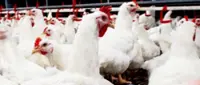 CAB Cakaran plans RM105mil poultry farm