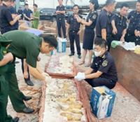 Vietnam Customs discover 1.2 tonnes of ivory in shipment from Africa to Gia Lai