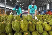 China spends nearly $1b on Vietnamese durian in first half