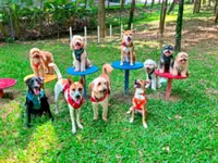 These dogs in Malaysia hop onto a 'school bus' for outdoor adventures with furry friends