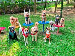 These dogs in Malaysia hop onto a 'school bus' for outdoor adventures with furry friends