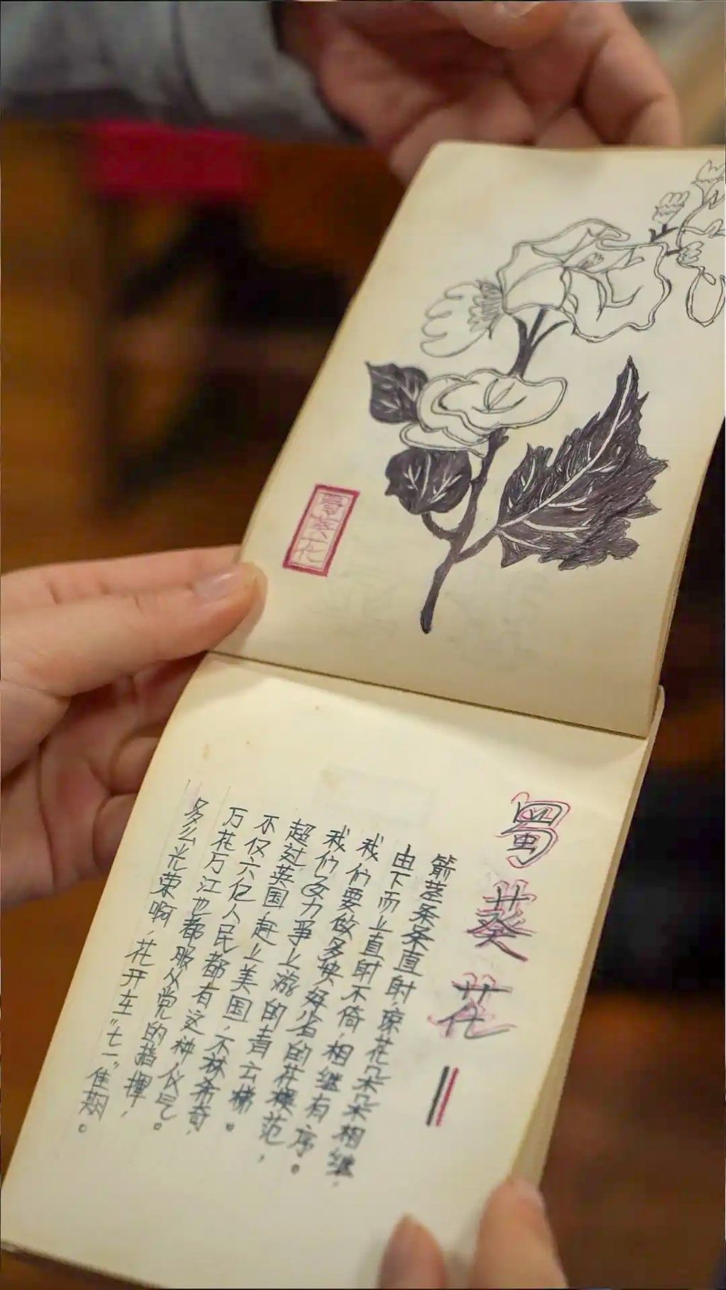 With no gardening experience, Zhou sold his house, bought land, and dedicated himself to learning the art of hollyhock cultivation, demonstrating the lengths one will go for love. - Photo: Baidu