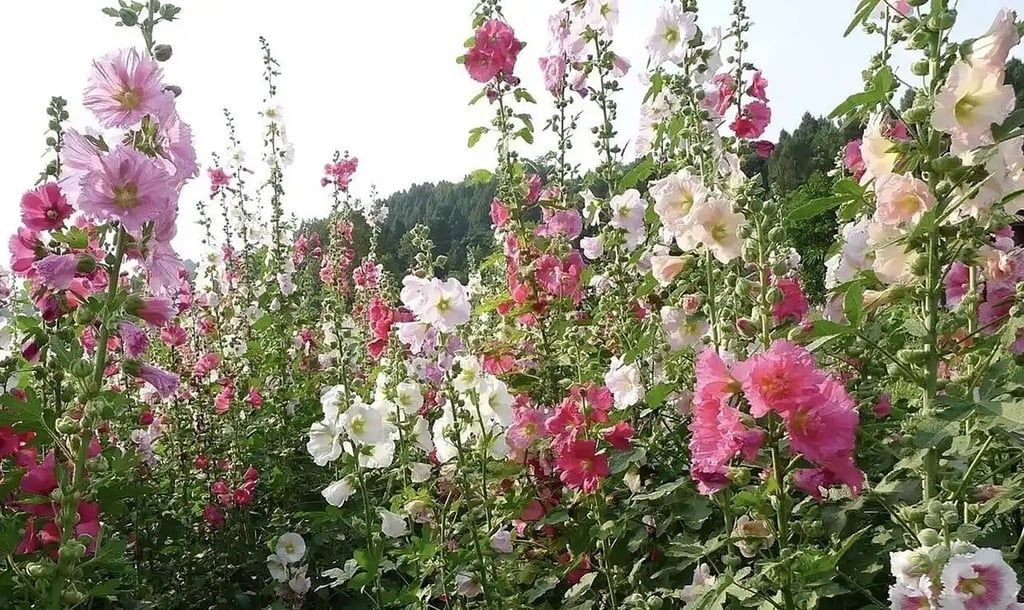 The garden now features over 700 varieties of hollyhocks, along with 115,000 lilies and 100,000 Chinese hibiscus plants, creating a breathtaking experience for visitors. - Photo: Baidu