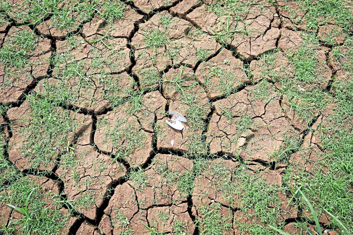 Drought and water scarcity can push rainforests towards savanna-like conditions. — Getty Images via AFP