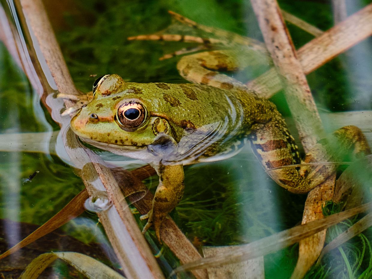 Freshwater vertebrate populations have declined by 83% since 1970. — ENGIN AKYURT/Pexels
