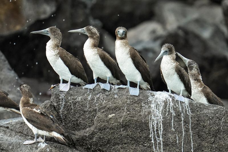 Displaced by El Niño, South American seabirds flock to Panama