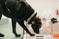 Indian startup leans on cancer-sniffing dogs and AI for early detection