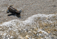 Keep on swimming: 42 critically-endangered hawksbill turtles released off Singapore's Sisters’ Islands