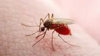 New malaria approach turns mosquito bites into immune boosters, says study