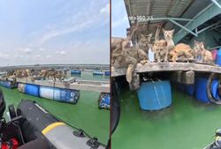 Viral video sparks rescue of starving cats stranded off Pulau Ketam