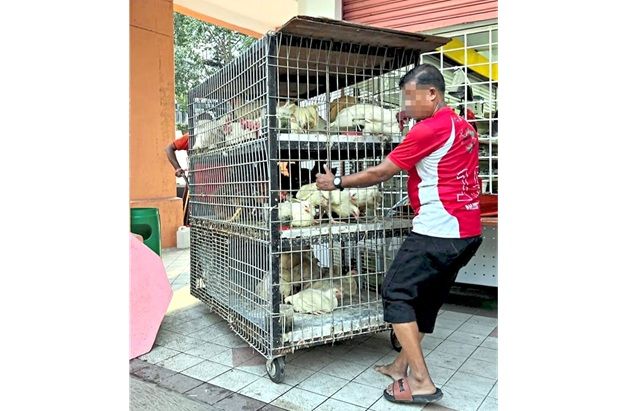 Shopowner slapped with RM1,000 fine for unlicensed chicken slaughter