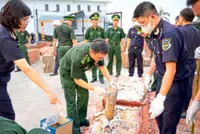 More than a tonne of illegal ivory from Africa seized